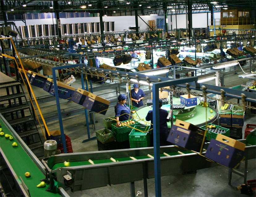 Selección y embalaje de fruta en planta de packing